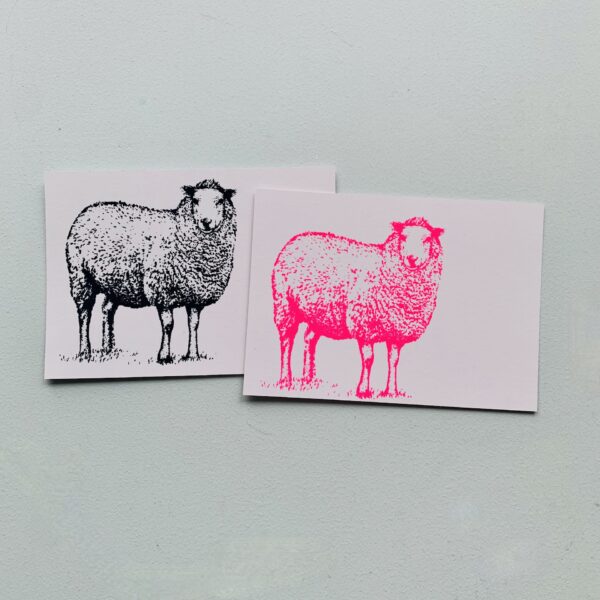 postkarte schaf beide